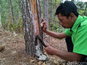 Geliat Kelompok Tani Hutan di Ponorogo Menyadap Getah Pinus Geliat Kelompok Tani Hutan di Ponorogo Menyadap Getah Pinus