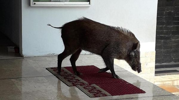 Penampakan Babi Hutan yang Masuk Masjid di Serang