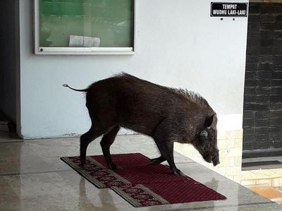 Penampakan Babi Hutan yang Masuk Masjid di Serang