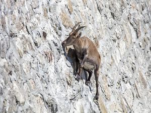 Kambing-kambing yang Hebat Panjat Tebingnya