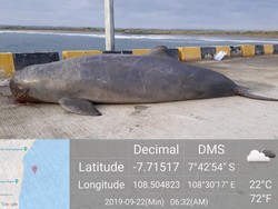 Kemarin Penyu, Kini Porpoise Mati Penuh Luka di Pangandaran