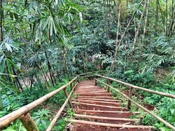 Foto: Bukan di Jepang, Ini Hutan Bambu Keren di Banyumas