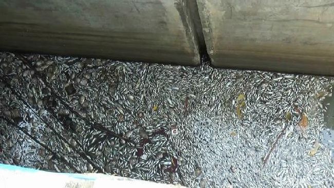 Berita Ribuan Ikan di Polder Tegal Mati Mendadak Jumat 19 April 2024