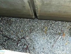 Ribuan Ikan di Polder Tegal Mati Mendadak
