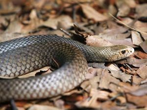 Tahukah Kamu, Papua Punya Ular Mematikan di Dunia