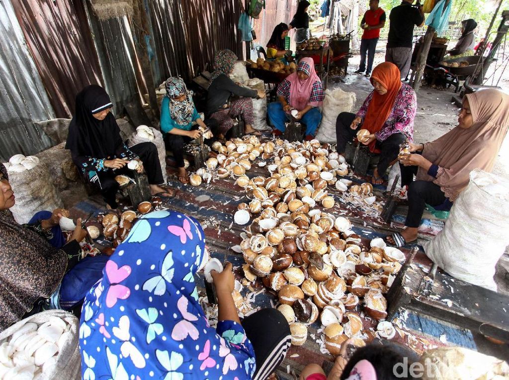 Bisnis Pengolahan Kelapa Sokong Perekonomian Para Ibu di Sinabang Bisnis Pengolahan Kelapa Sokong Perekonomian Para Ibu di Sinabang