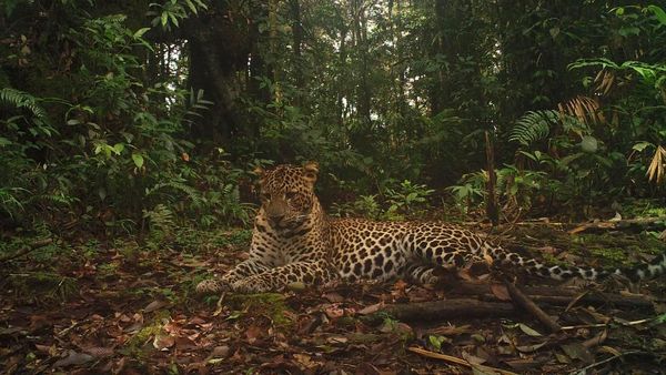 Jarang Terlihat! Penampakan Macan Tutul di Halimun Salak
