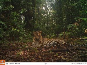 Jarang Terlihat! Penampakan Macan Tutul di Halimun Salak