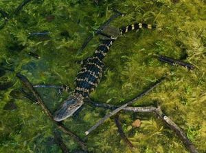 Detik-detik Kawanan Reptil Besar Ditemukan dalam Rumah Detik-detik Kawanan Reptil Besar Ditemukan dalam Rumah