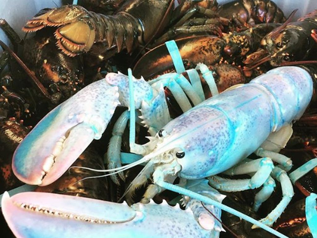5 Lobster dengan Warna Cantik yang Unik dan Langka 5 Lobster dengan Warna Cantik yang Unik dan Langka