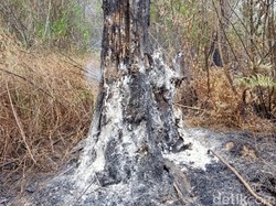 Pemburu Liar yang Bikin Kebakaran di Gunung Arjuno Sulit Ditangkap, Mengapa?