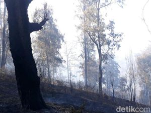 Kebakaran di Konservasi Gunung Arjuno-Welirang karena Aktivitas Ilegal