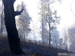 Kebakaran di Konservasi Gunung Arjuno-Welirang karena Aktivitas Ilegal