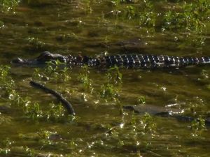 Ngeri! Aligator Ditemukan Hidup di Kolam Belakang Sekolah