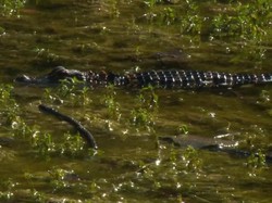 Ngeri! Aligator Ditemukan Hidup di Kolam Belakang Sekolah