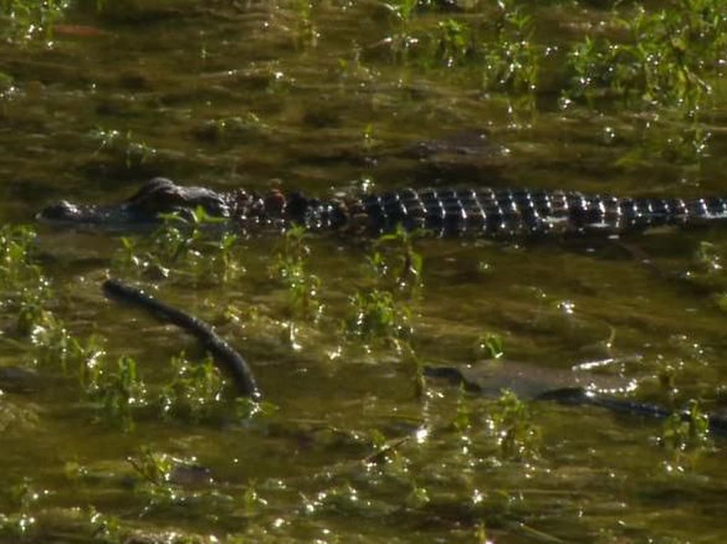 Ngeri! Aligator Ditemukan Hidup di Kolam Belakang Sekolah Ngeri! Aligator Ditemukan Hidup di Kolam Belakang Sekolah