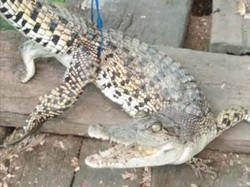 Warga Tanjungbalai Sumut Heboh Temukan 4 Buaya di Sungai