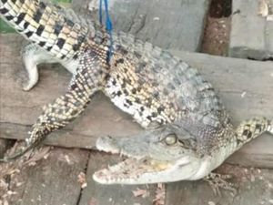 Warga Tanjungbalai Sumut Heboh Temukan 4 Buaya di Sungai Warga Tanjungbalai Sumut Heboh Temukan 4 Buaya di Sungai