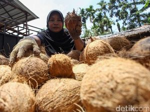 Lewat Buah Kelapa, Mantan Nelayan Berdayakan Masyarakat Desa