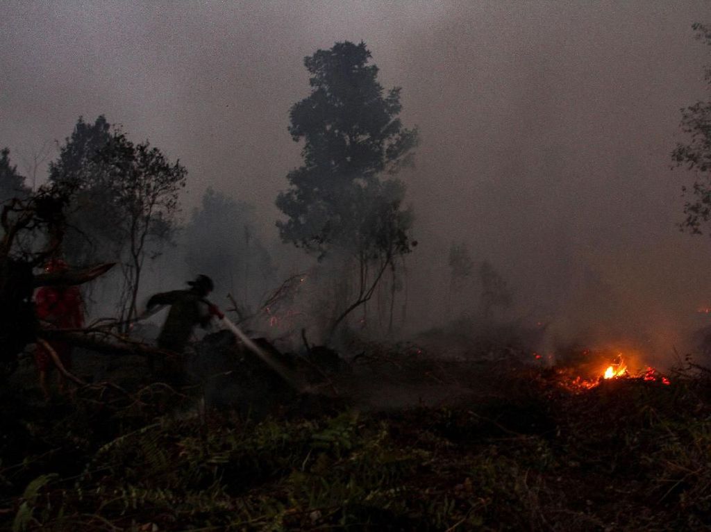 Dampak Karhutla, Harimau dan Burung Rangkong Terancam Punah Dampak Karhutla, Harimau dan Burung Rangkong Terancam Punah