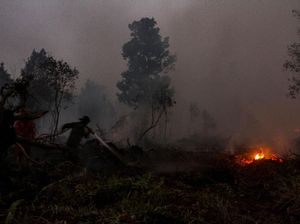 Dampak Karhutla, Harimau dan Burung Rangkong Terancam Punah Dampak Karhutla, Harimau dan Burung Rangkong Terancam Punah