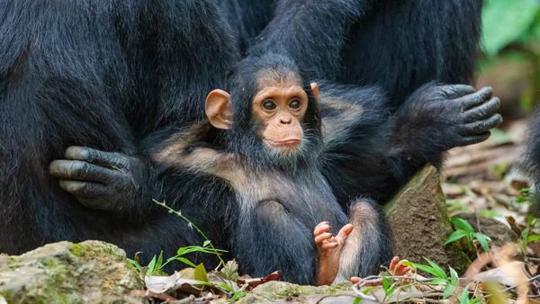 10 Hewan Terpintar di Dunia, Ada yang Tak Terduga
