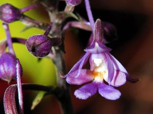 Warna-Warni dari Taman Nasional Halimun Salak