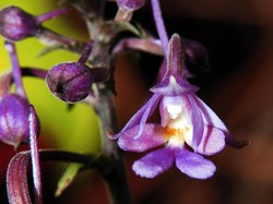 Warna-Warni dari Taman Nasional Halimun Salak