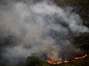 Kebakaran Amazon, Brasil Tangkap 63 Orang dan Jatuhkan Denda Rp 120 M Kebakaran Amazon, Brasil Tangkap 63 Orang dan Jatuhkan Denda Rp 120 M