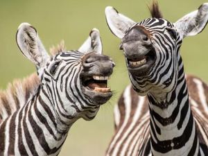 Nasib Hewan di Akhirat Kelak, Masuk Surga atau Neraka?