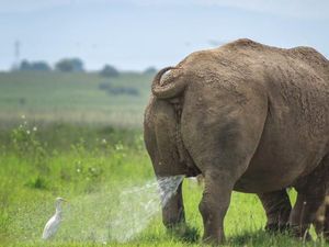 Sambil Lepas Lelah, Yuk Lihat Hewan-hewan Kocak 2019