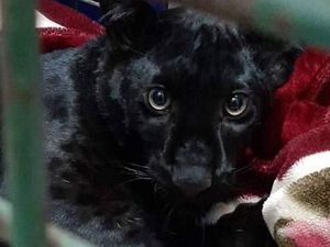 Seekor Black Panther Dicuri dari Kebun Binatang Prancis Seekor Black Panther Dicuri dari Kebun Binatang Prancis