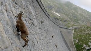 Foto: Kambing-kambing di Dinding, Diam-diam Mendaki