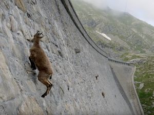 Foto: Kambing-kambing di Dinding, Diam-diam Mendaki