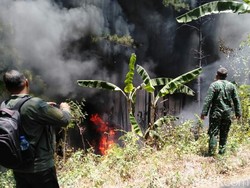 Satu Hektare Hutan Pinus Trenggalek Terbakar