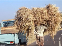 pencari makan Ternak sapi