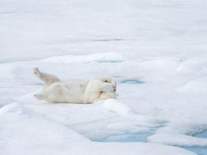 Mencari Hewan Paling Kocak Tahun Ini Mencari Hewan Paling Kocak Tahun Ini