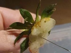 Muncul Lagi Kasus Jarum dalam Stroberi di Australia