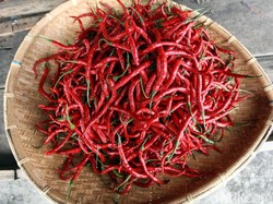 Sensasi Pedas Pijat dengan Menggunakan Cabai