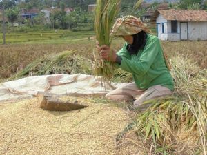Gacong ( Bahasa Sunda )