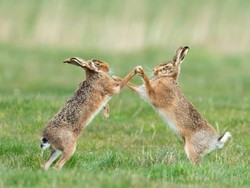 Apakah Hewan Bisa Tertawa Seperti Manusia?