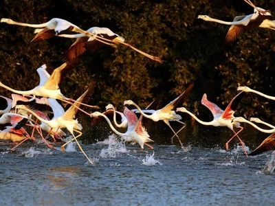 Potret Rencana Dubai Bikin Padang Pasir Menghijau