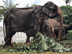 Sempat Hebohkan Media Sosial, Gajah Kurus Berumur 70 Tahun Akhirnya Mati