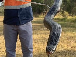 Pria Australia Temukan Ular Hitam Berperut Merah, Panjangnya 1,8 Meter