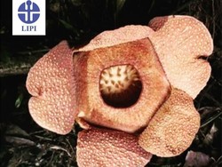 Bunga Rafflesia Mekar di Kebun Raya Bogor!