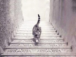 Tes Kepribadian: Kucing Ini Naik atau Turun Tangga?