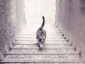 Tes Kepribadian: Kucing Ini Naik atau Turun Tangga? Tes Kepribadian: Kucing Ini Naik atau Turun Tangga?