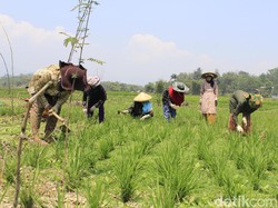 Kekeringan, Jokowi Pun Ditanam di Dasar Sungai Citarum