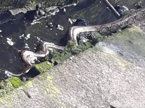 Ular Piton Muncul di Gorong-gorong Ramayana Medan, Pengunjung Kaget