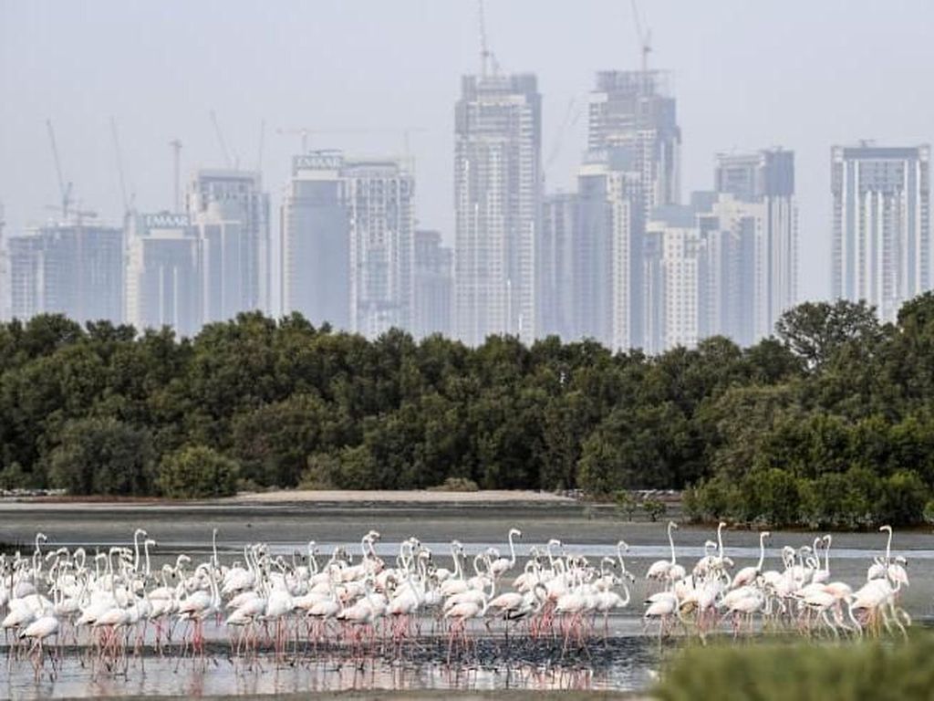 Dubai Ingin Hijaukan Padang Pasir untuk Jadi Destinasi Wisata Dubai Ingin Hijaukan Padang Pasir untuk Jadi Destinasi Wisata